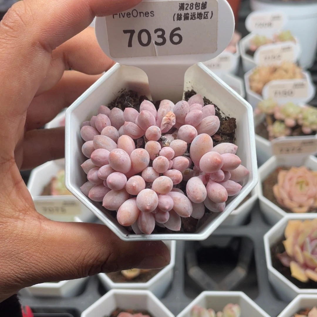 7036婴儿手指5.0厘米