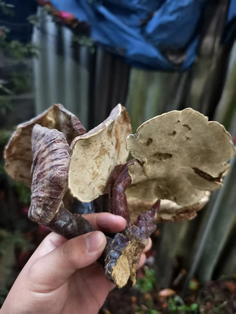 【好物滋补】白肉赤灵芝煮水泡酒煲汤灵芝干货送礼自用