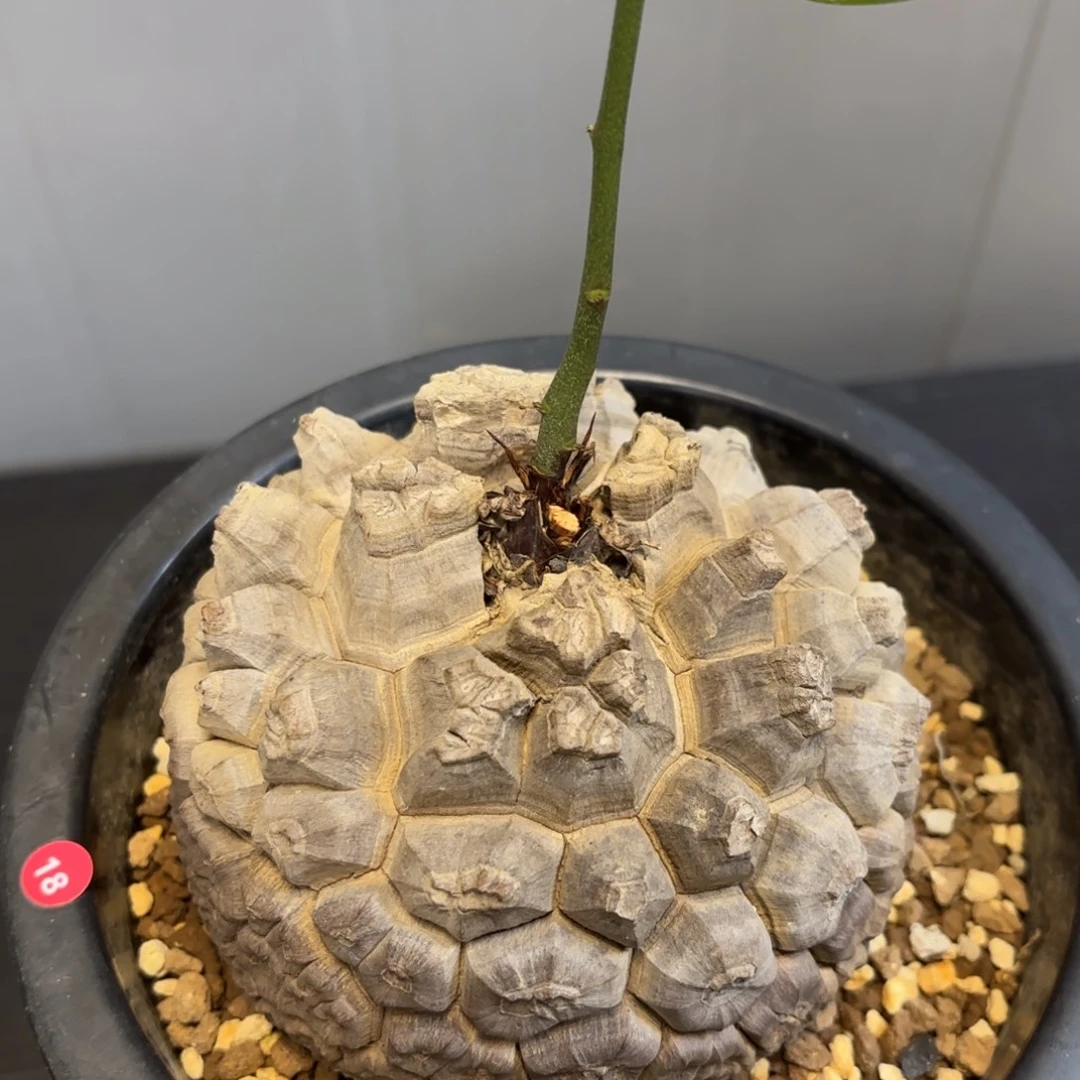 14 号日系南非龟甲龙带盆