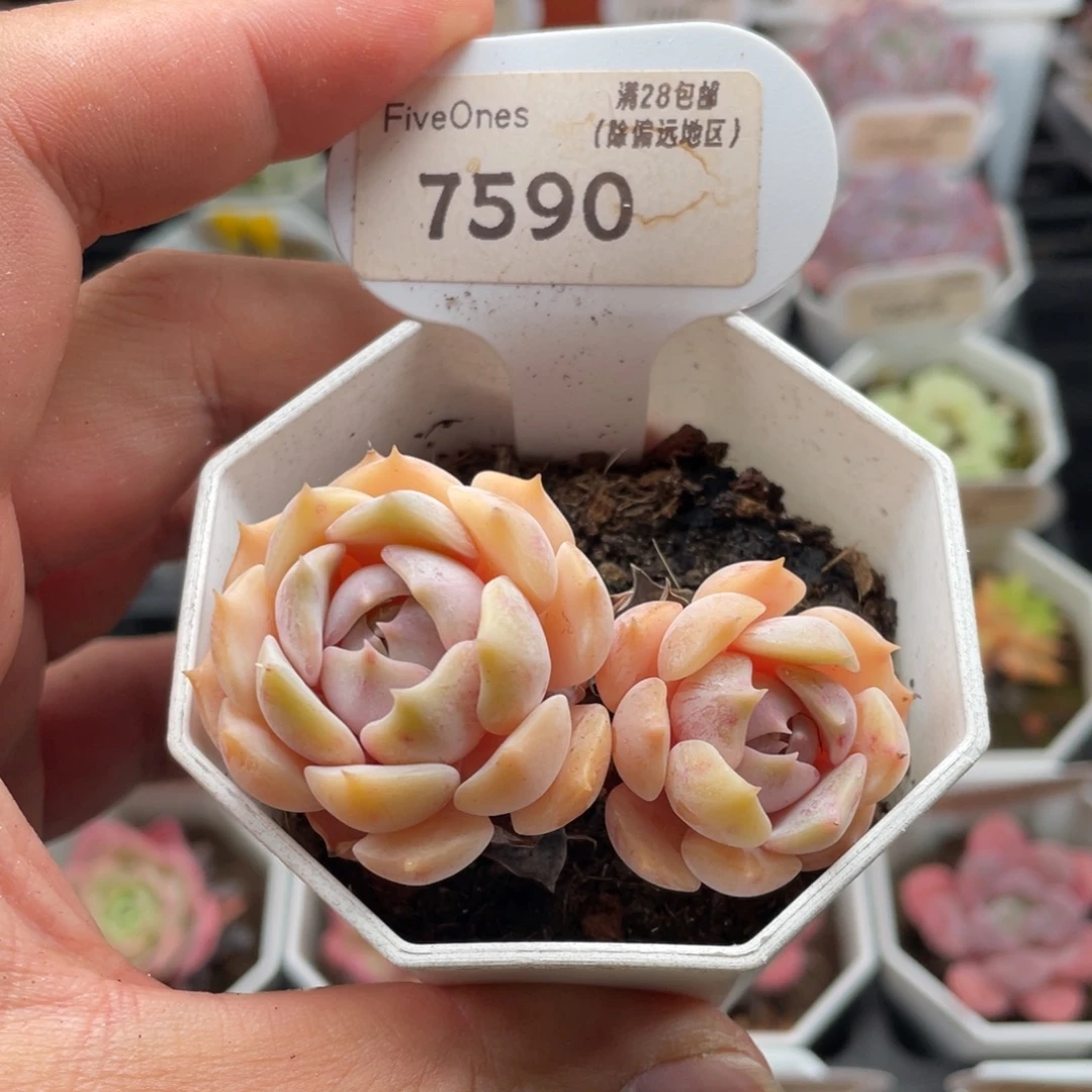 露娜莲7590-6厘米