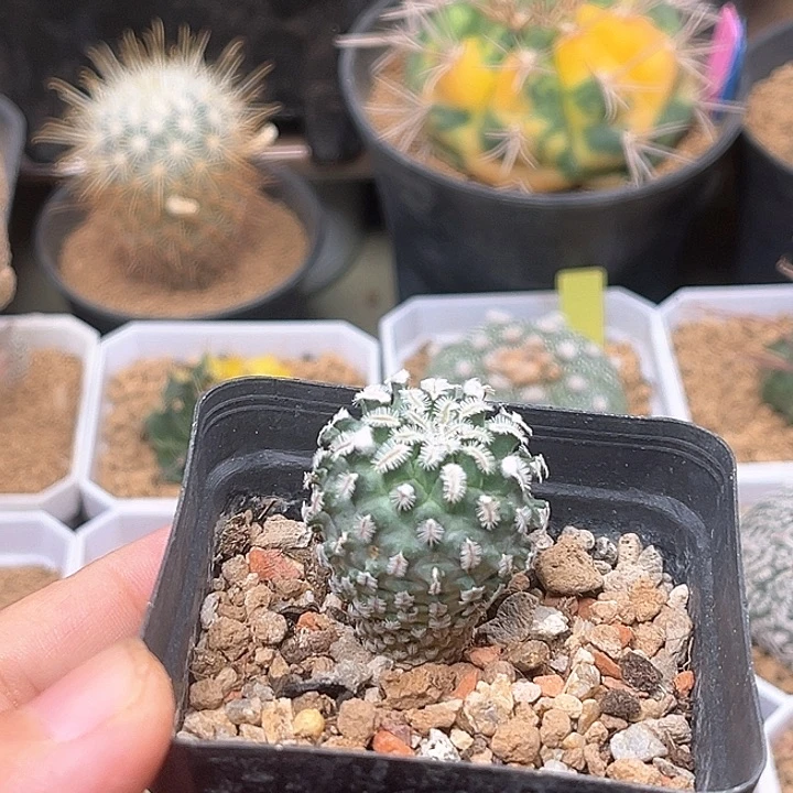 无花朵海胆娇丽实生