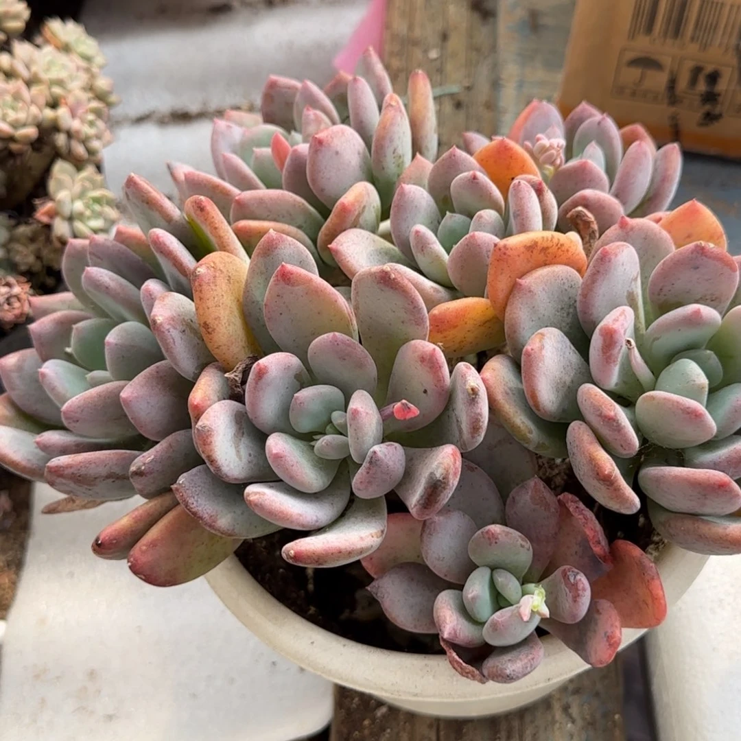 灰姑娘一物一拍包装收缩花旱