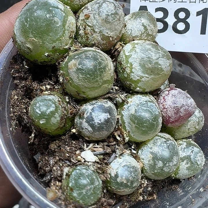 381 多肉植物多肉植物