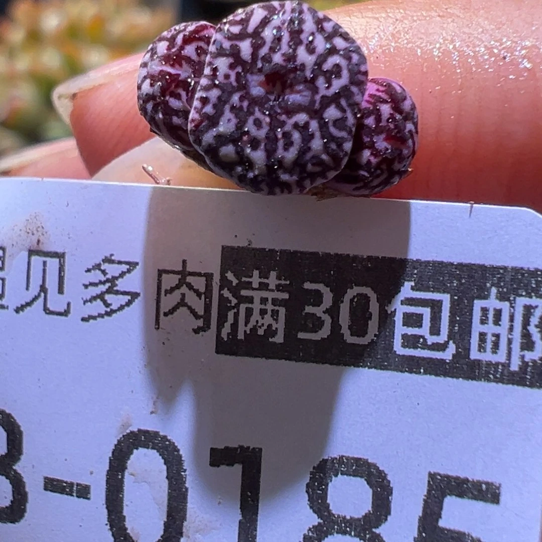 多肉植物11111111111111111