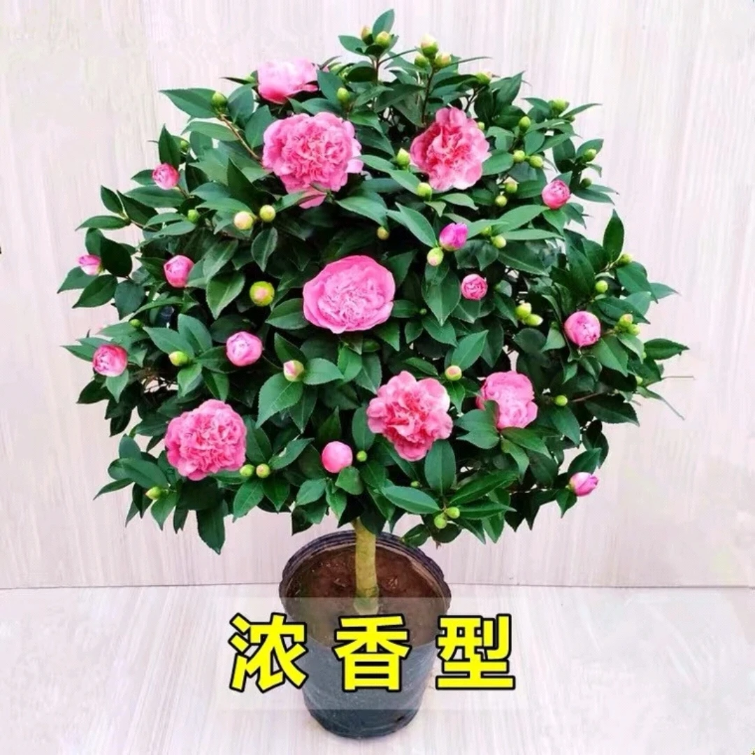 香妃茶花粉色大花浓香型简单家庭室内室外阳台庭院好养护原盆发货
