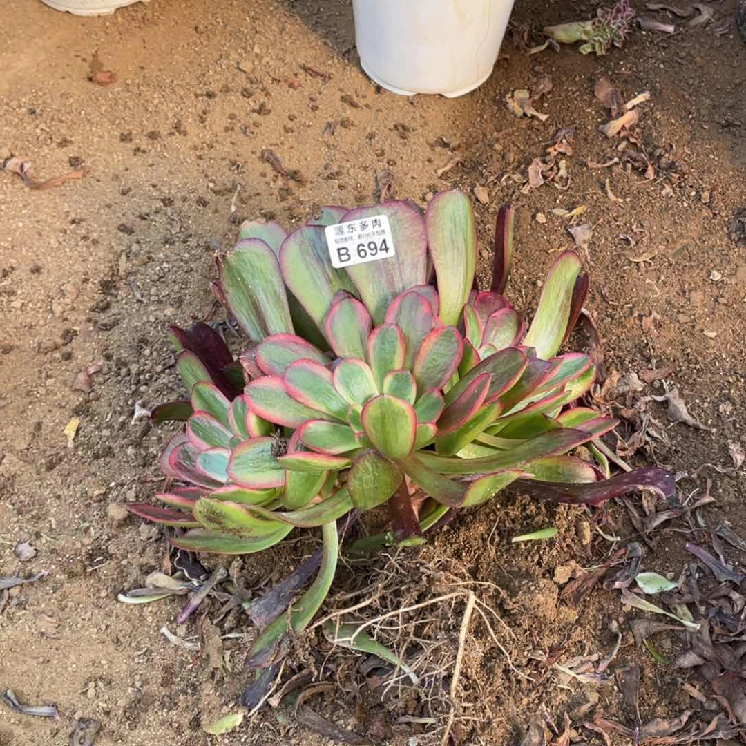 爱神多肉法师断枝不包量