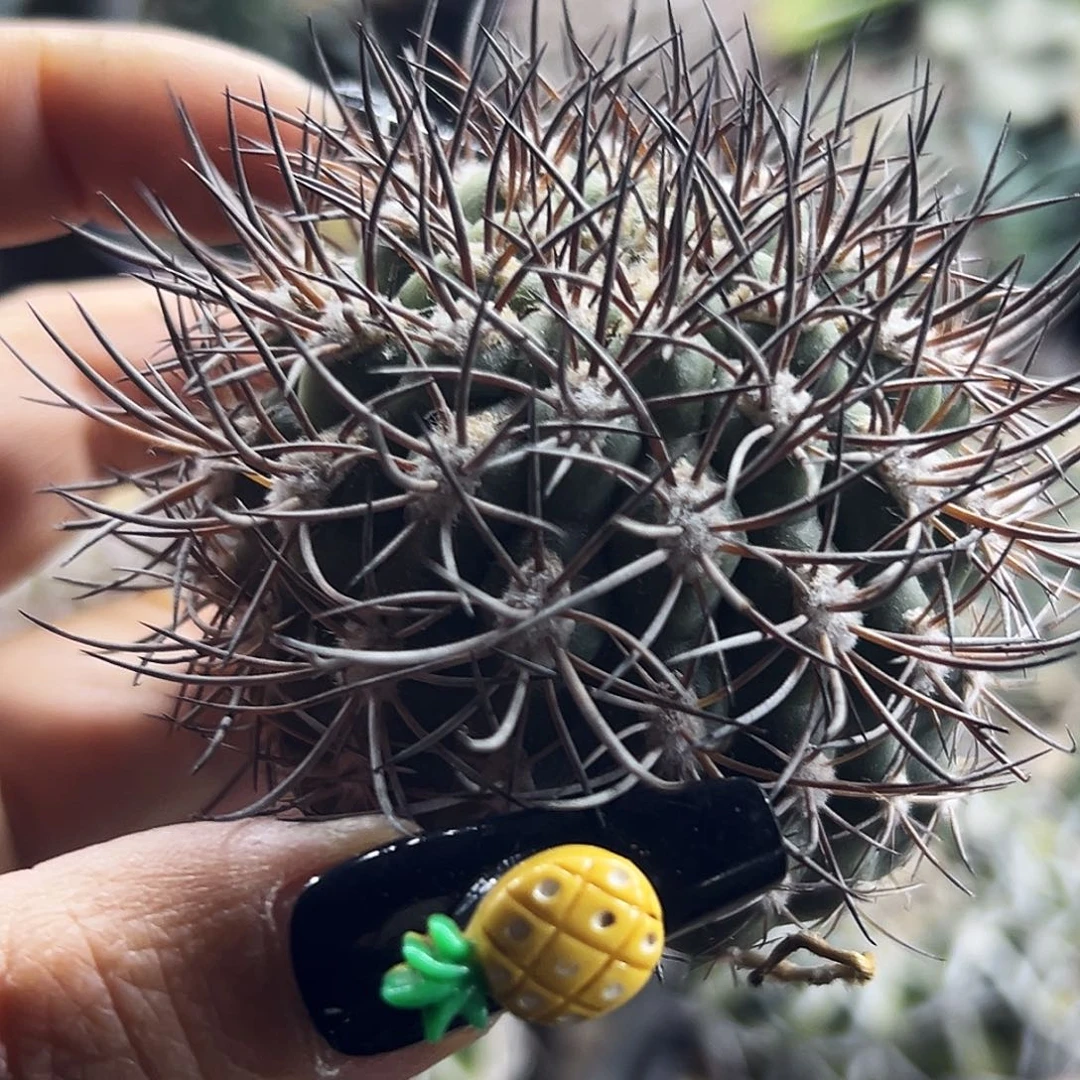 逆豹有根 仙人球66666666666