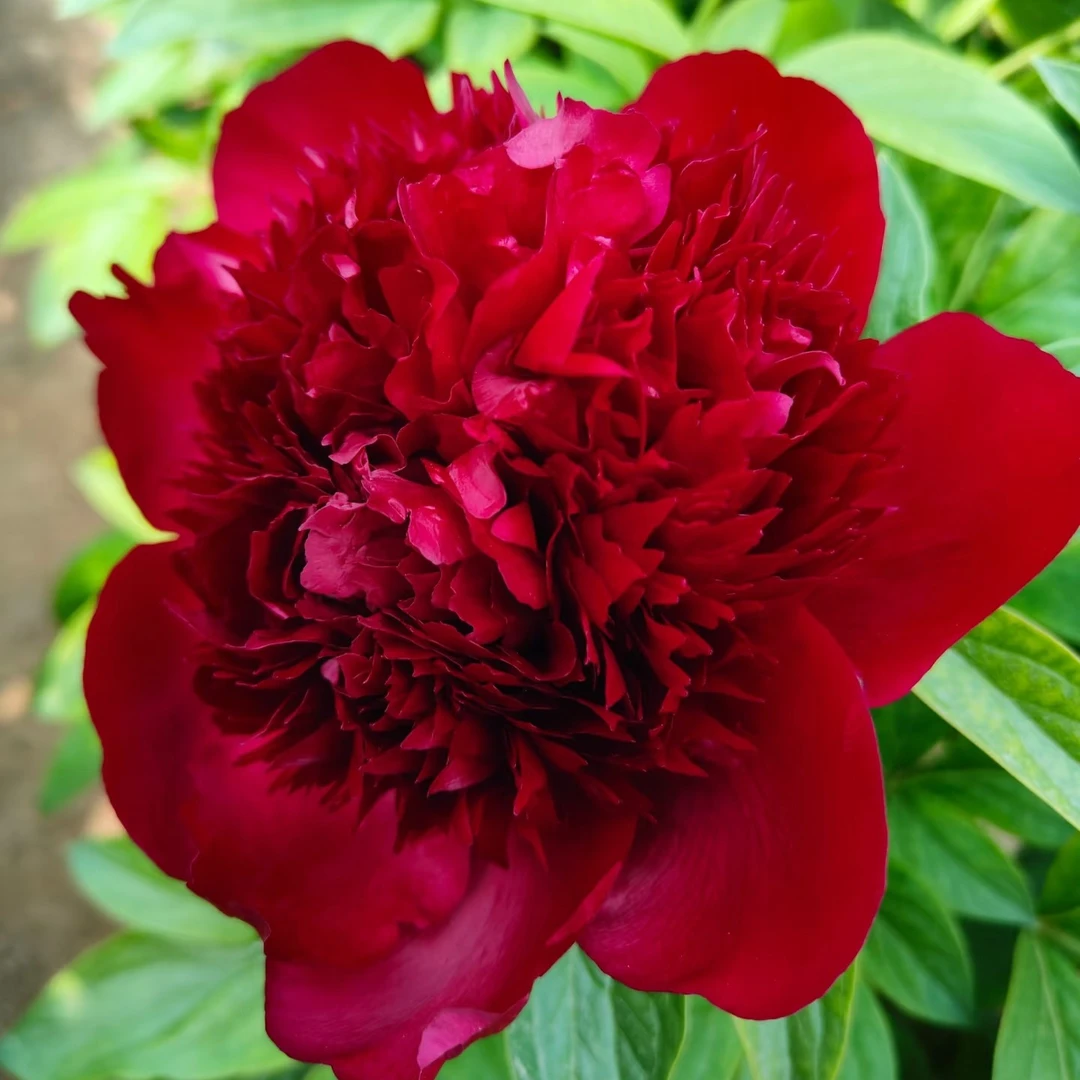 进口芍药  红色魅力4-5芽  酒红色  暗红色