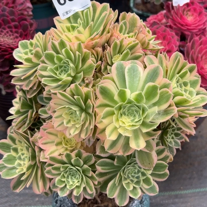 659燕宁23厘米左右