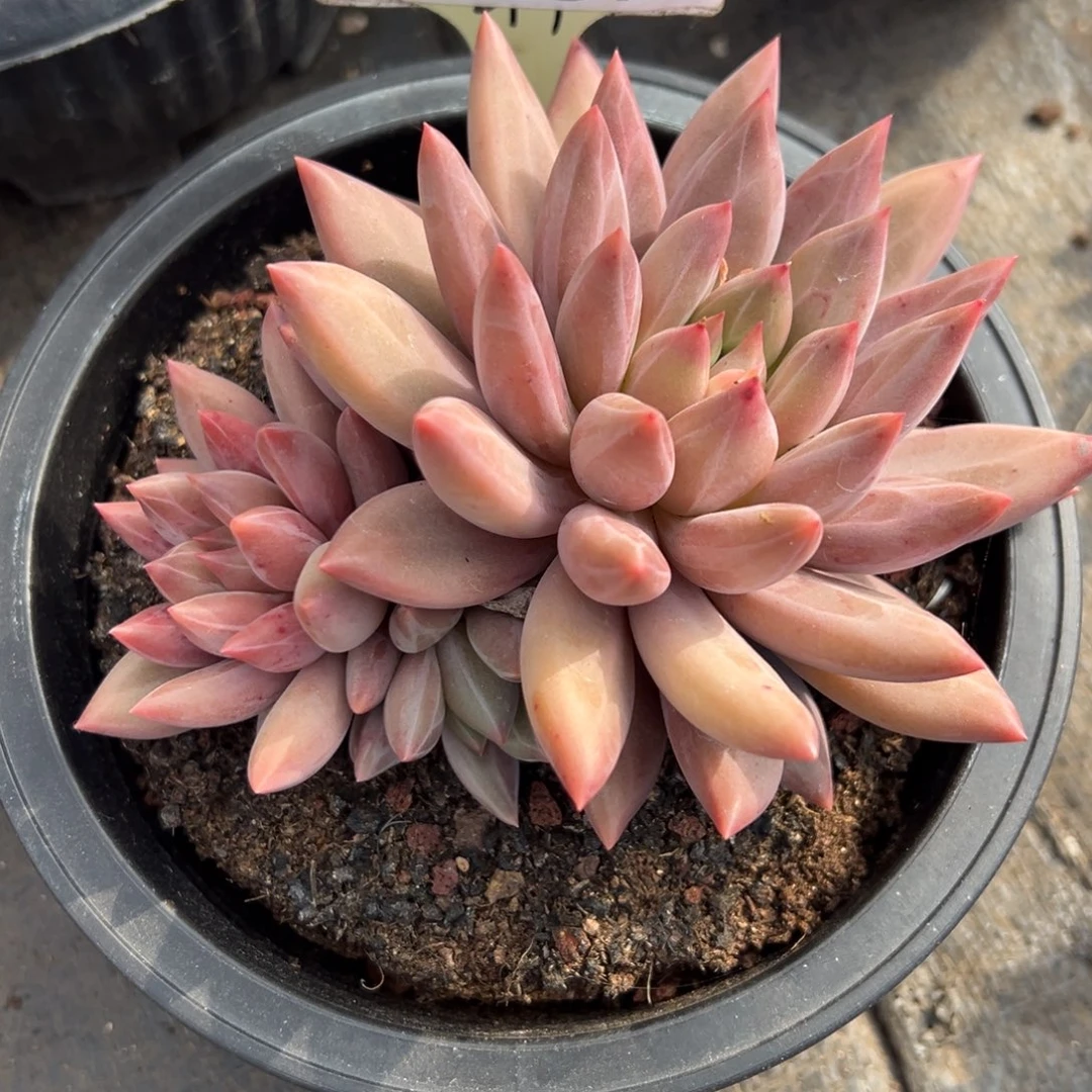 1118371 黄体水晶球三头