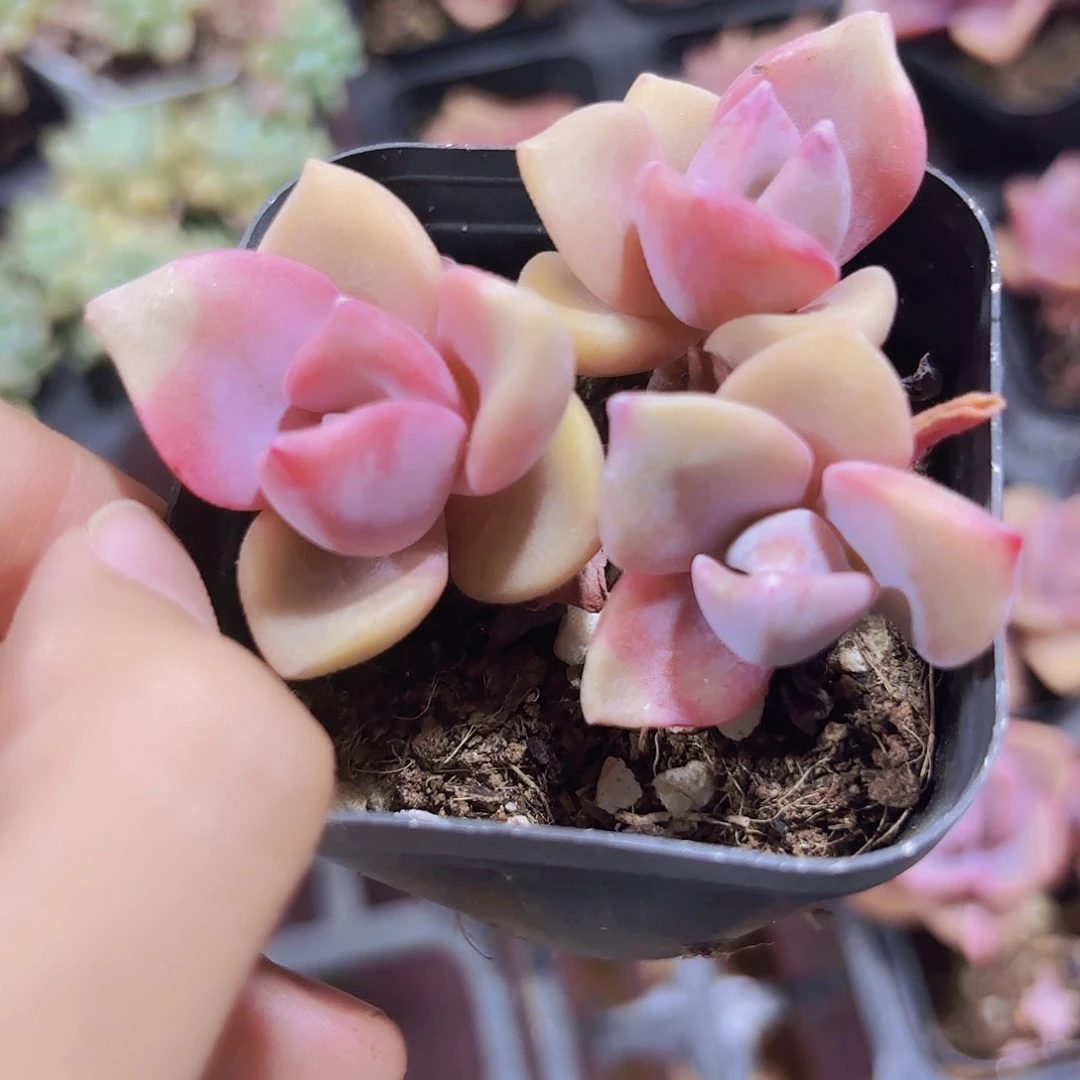 精品彩虹糖多肉植物