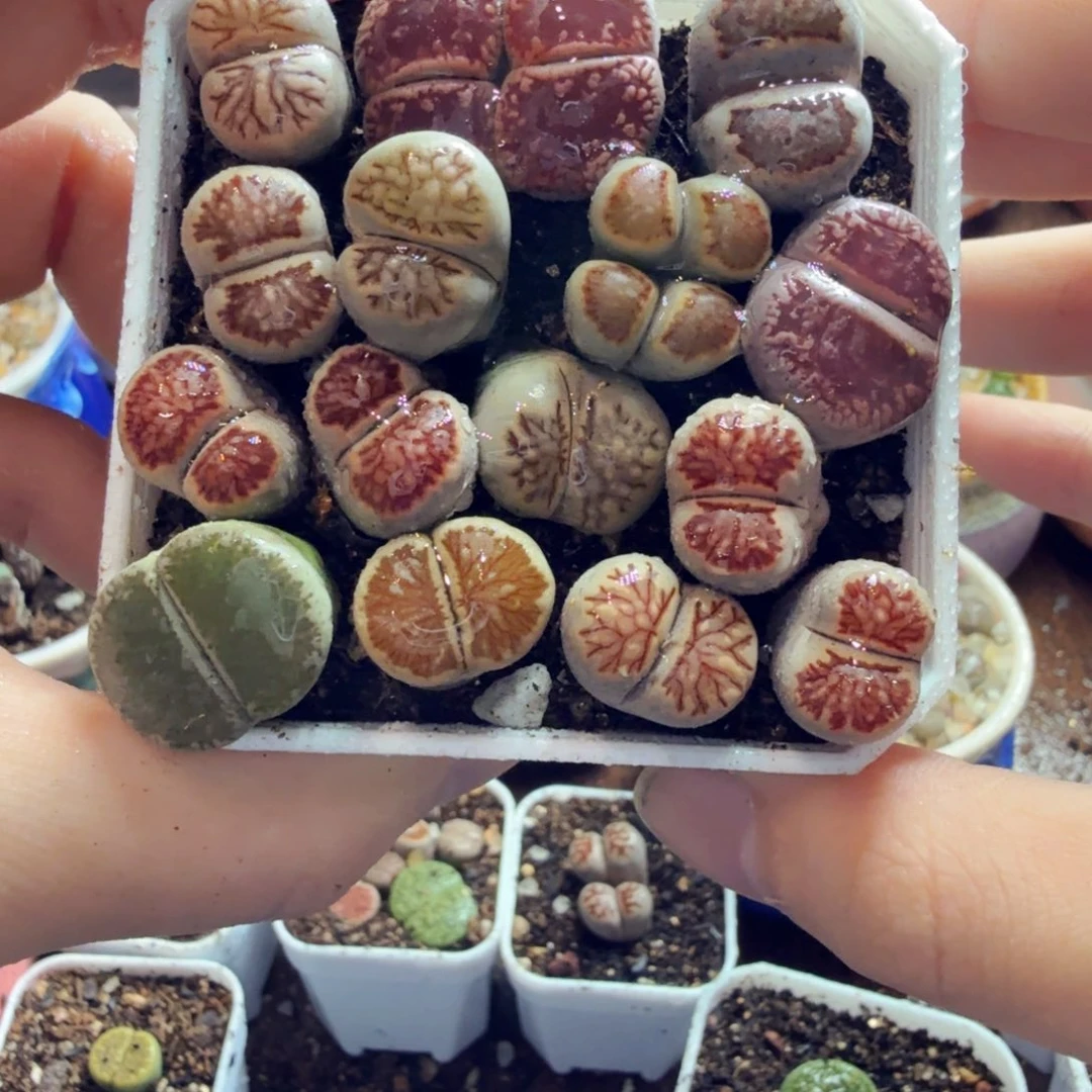 多肉植物的生长发育和生长716