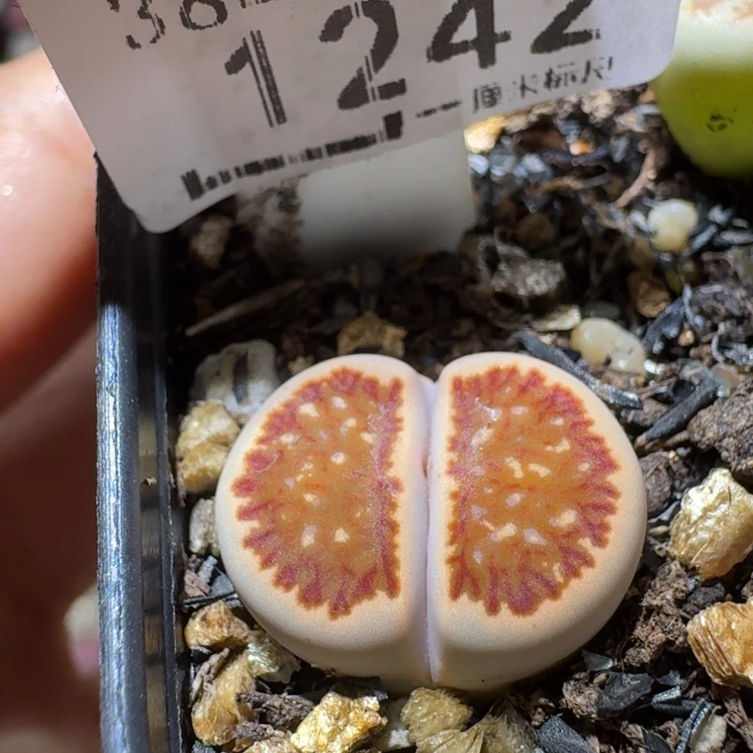 Sss精品清清清货1242