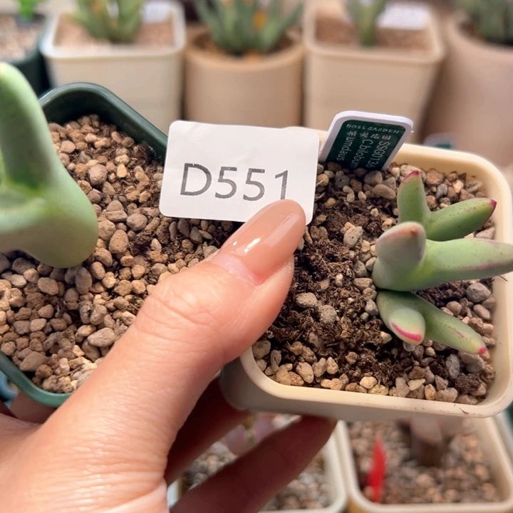 w551。ssg0136皮卡丘专拍。