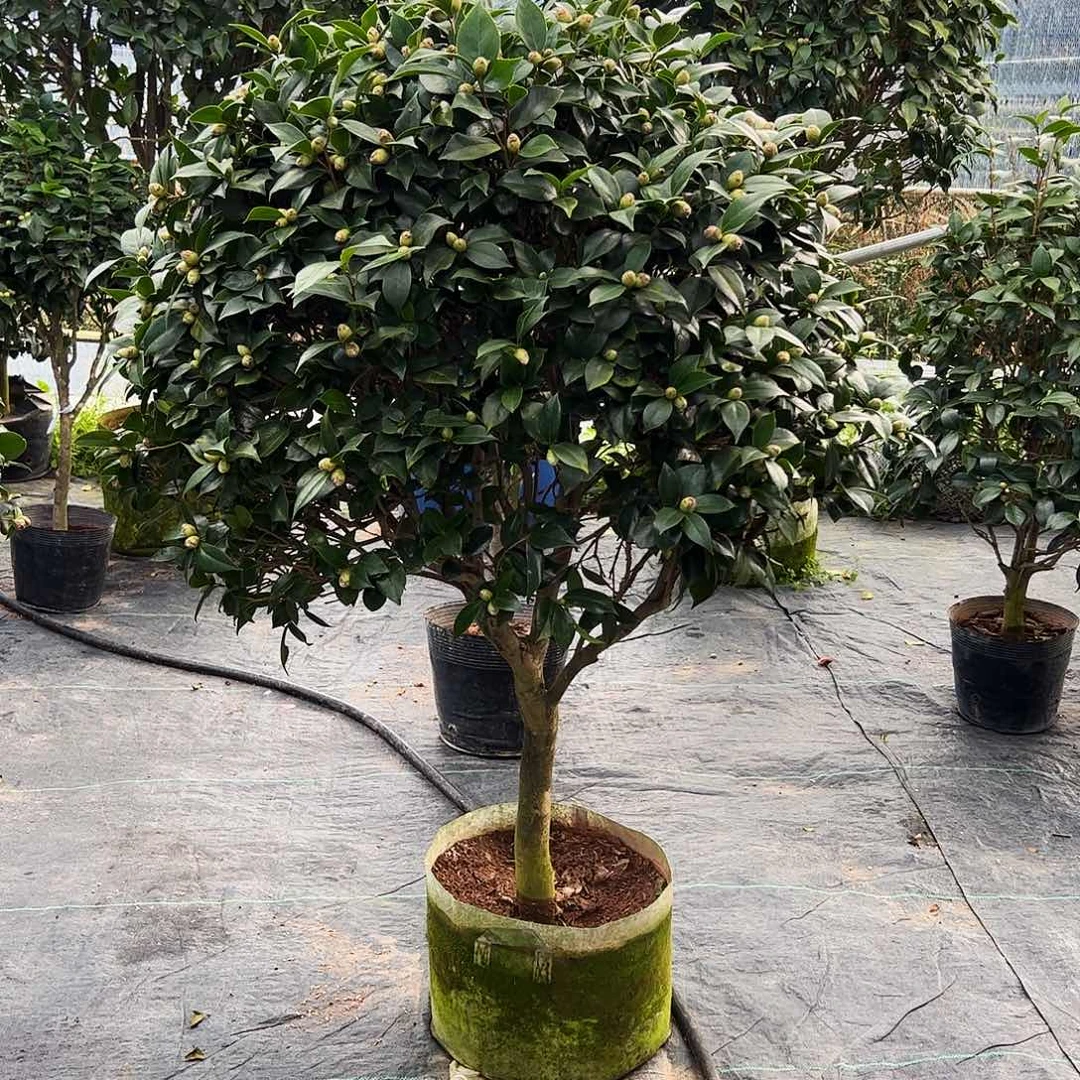 全部花朵红赤丹茶花