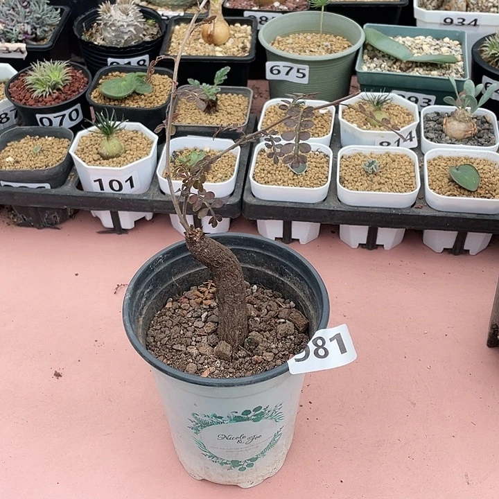 981列加漆树块根，