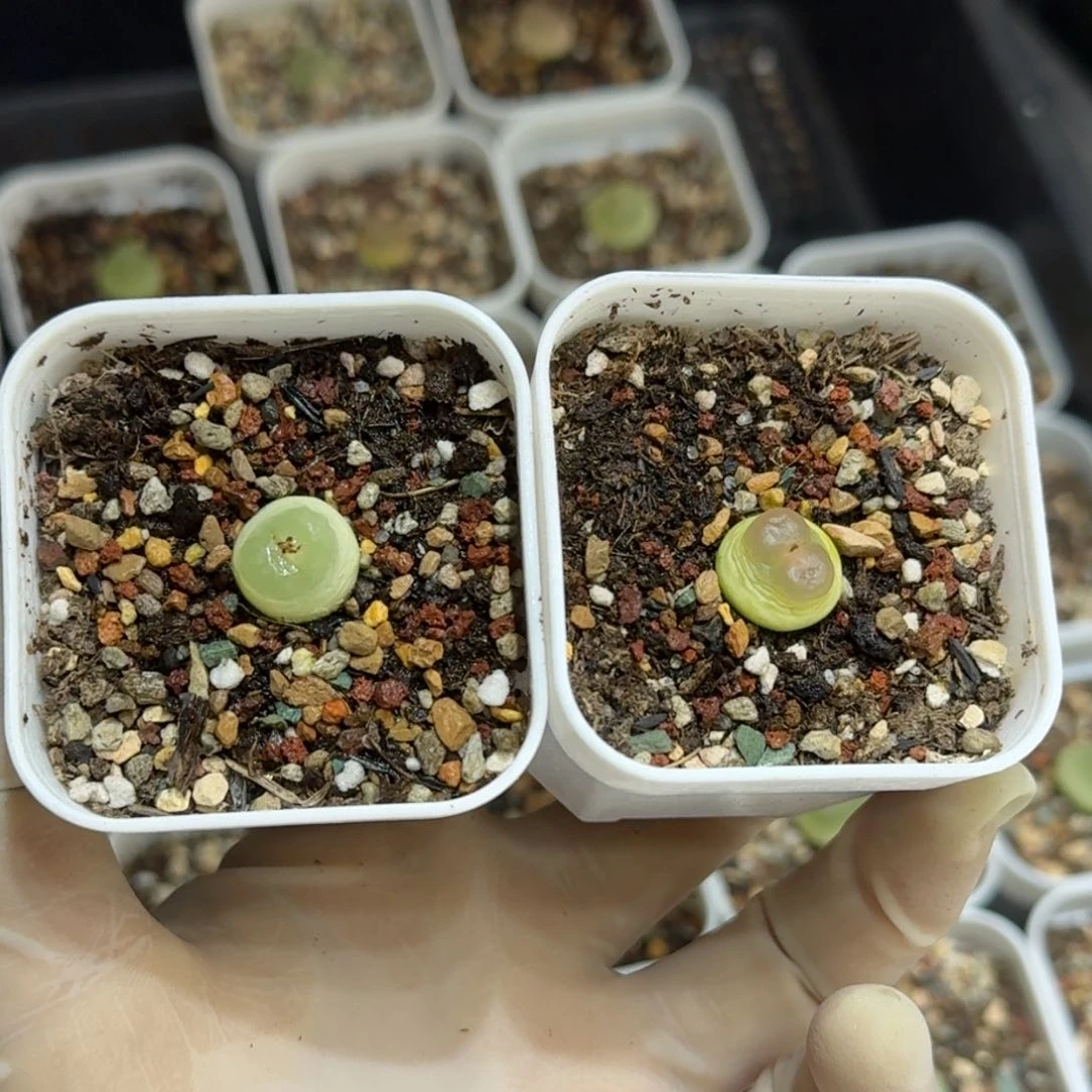 红陶涵***！0126-95拉登