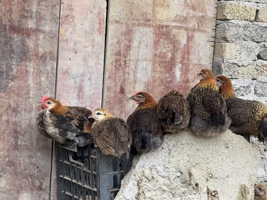 正宗黔东南小香鸡5只整鸡顺丰生鲜包邮整鸡