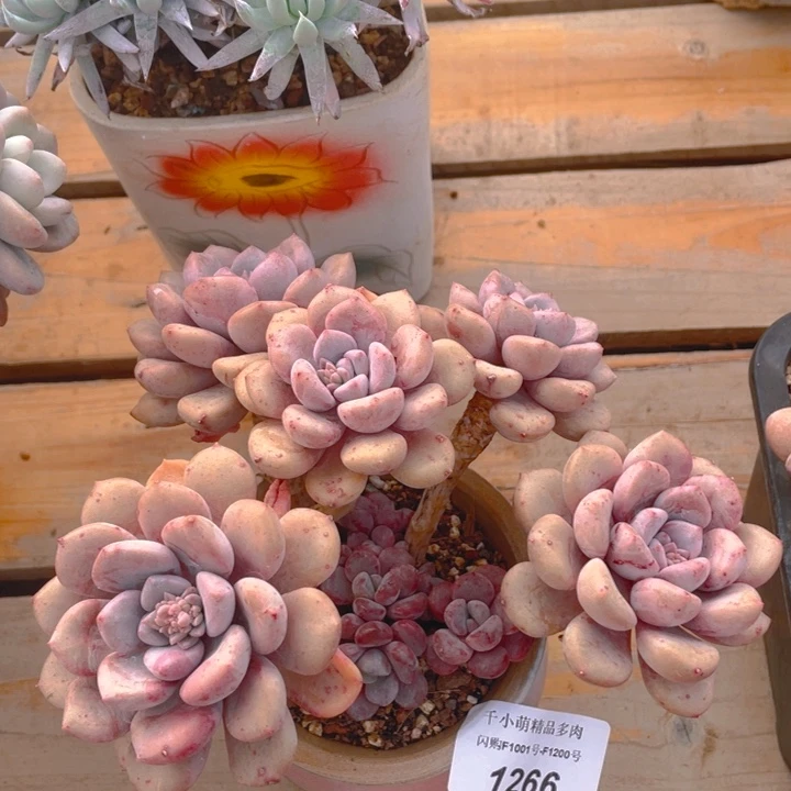 谢谢你的支持000001266