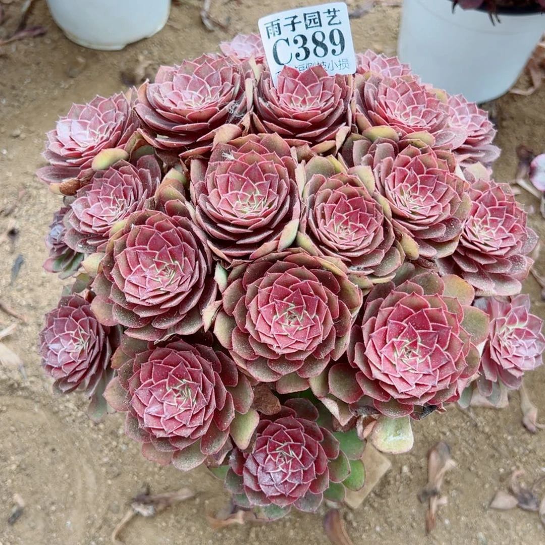 389红魔玫瑰尺寸30左右
