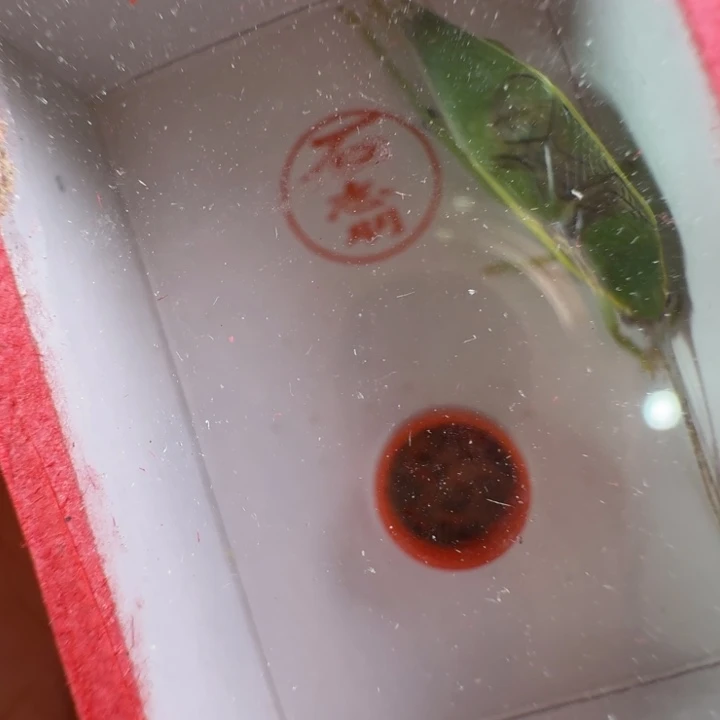 蟋蟀石老师短须过冬单口金钟