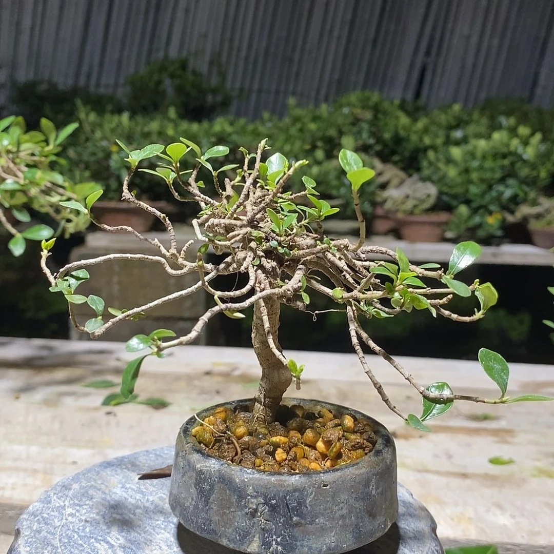 无花朵欲****远栀子花