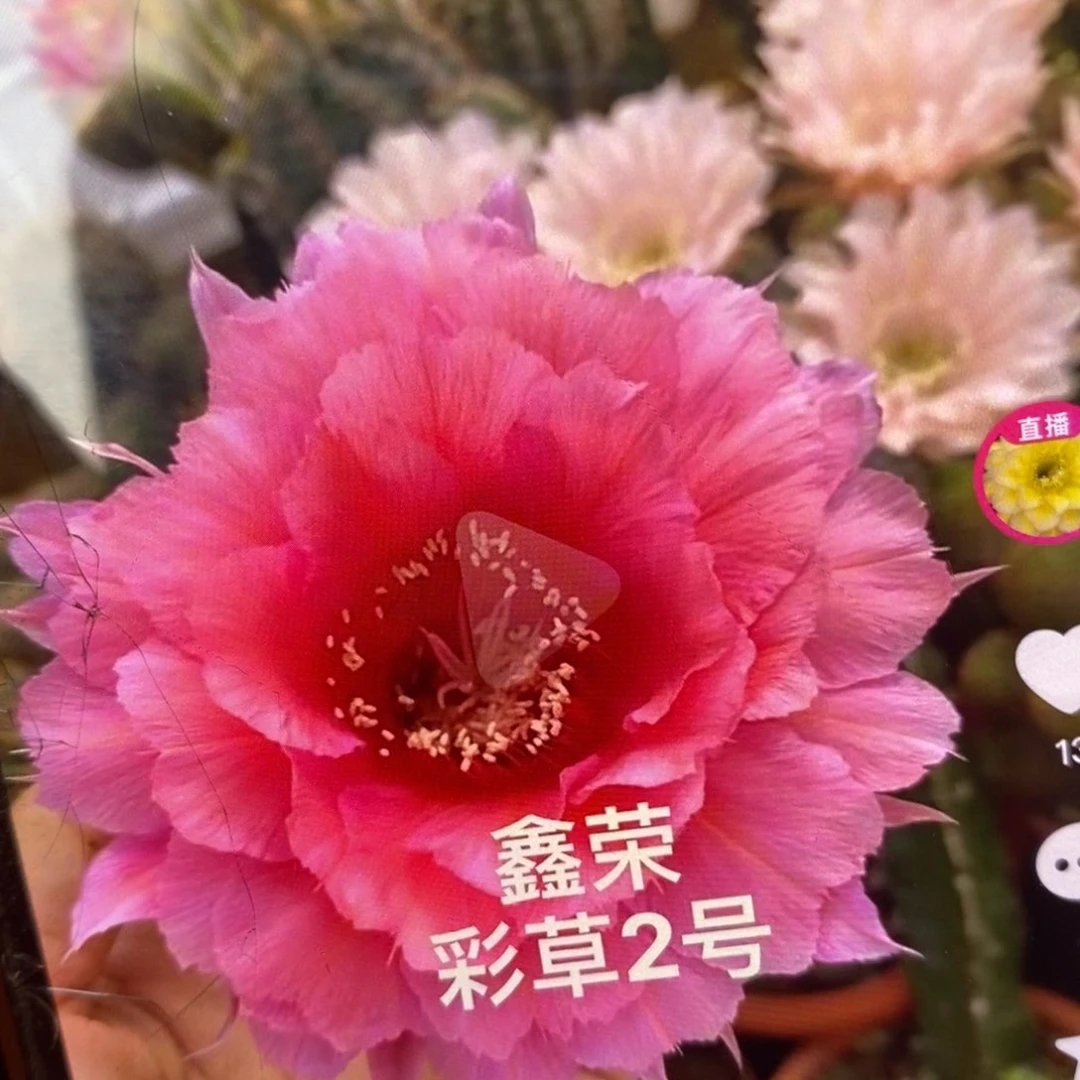 鑫荣彩草2号自根，5-6公分