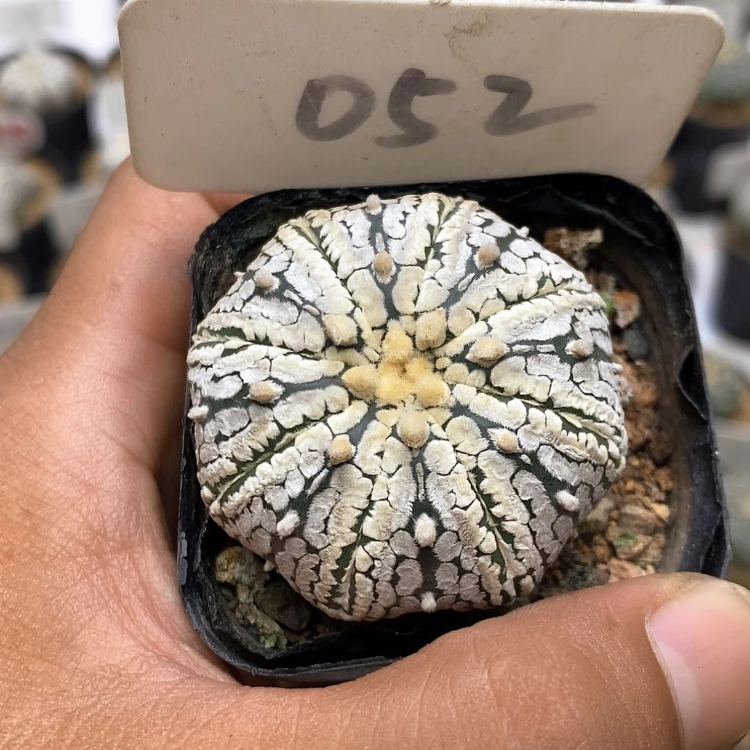 052饿了来了特价咯特价
