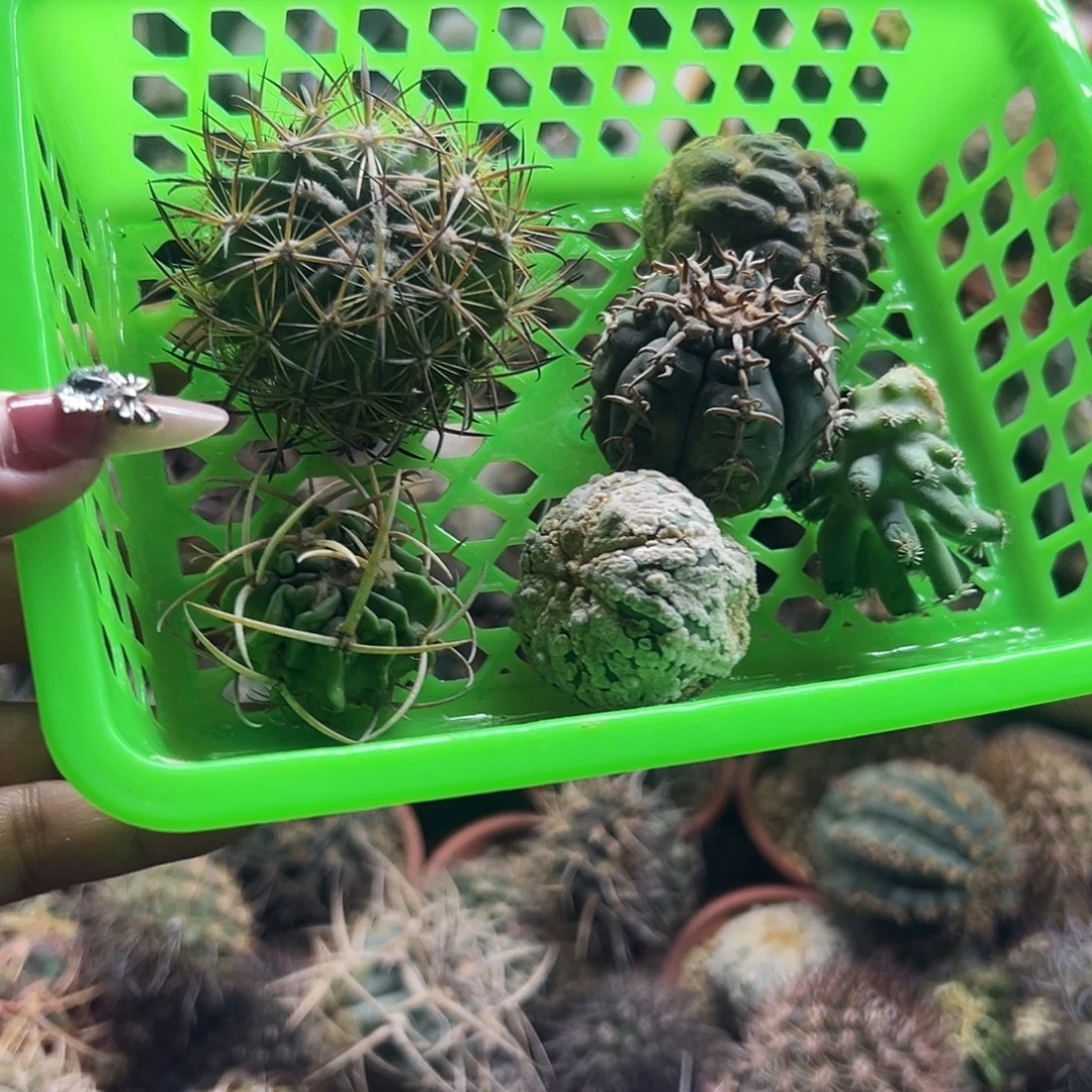 小***事组合仙人球666666666
