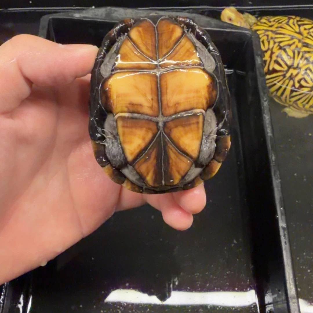 宠物龟不分公母头盔