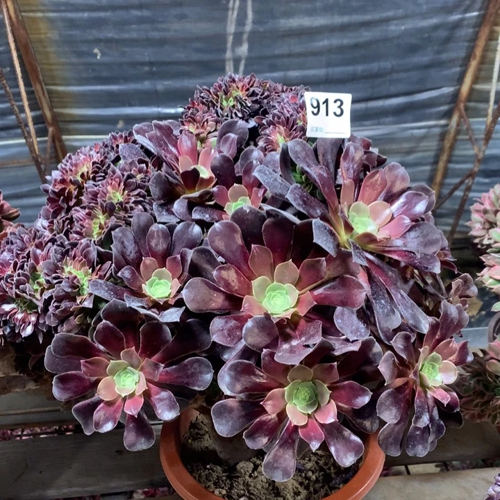 913欧紫缀多肉法师