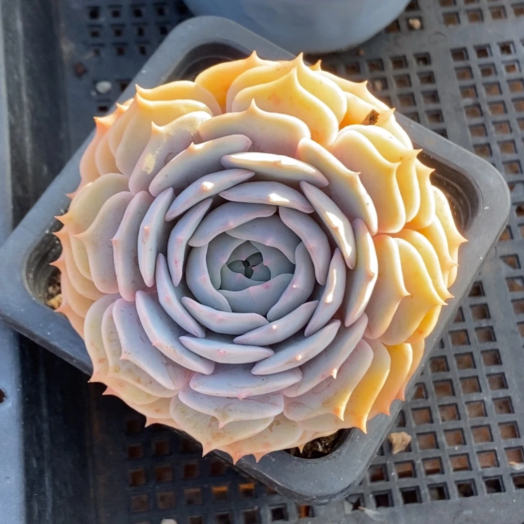 粉蝶单头一物一拍