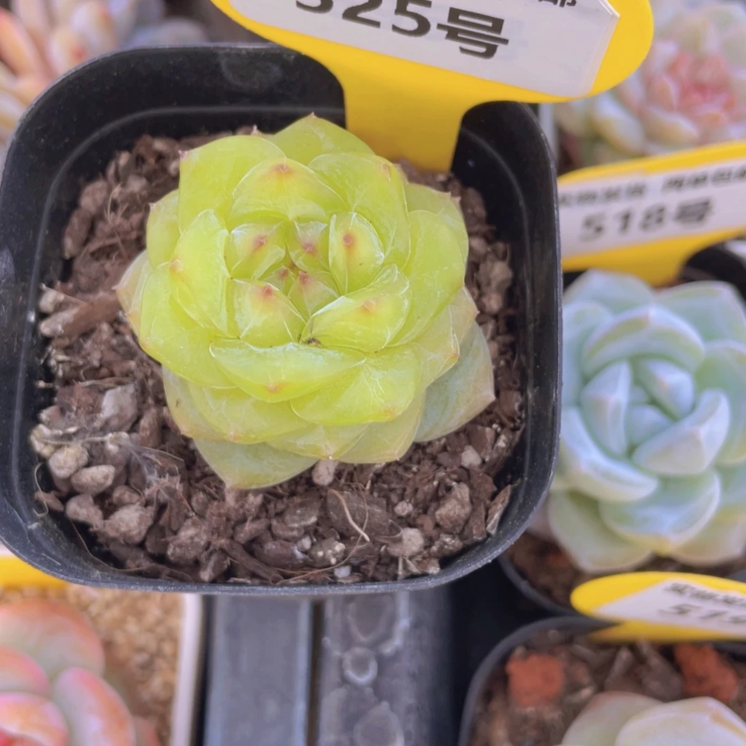 525号 甜心珍妮单头一个