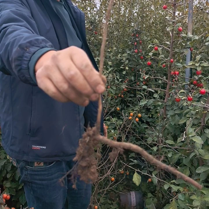 幽***源完全开放老鸦柿血红圆