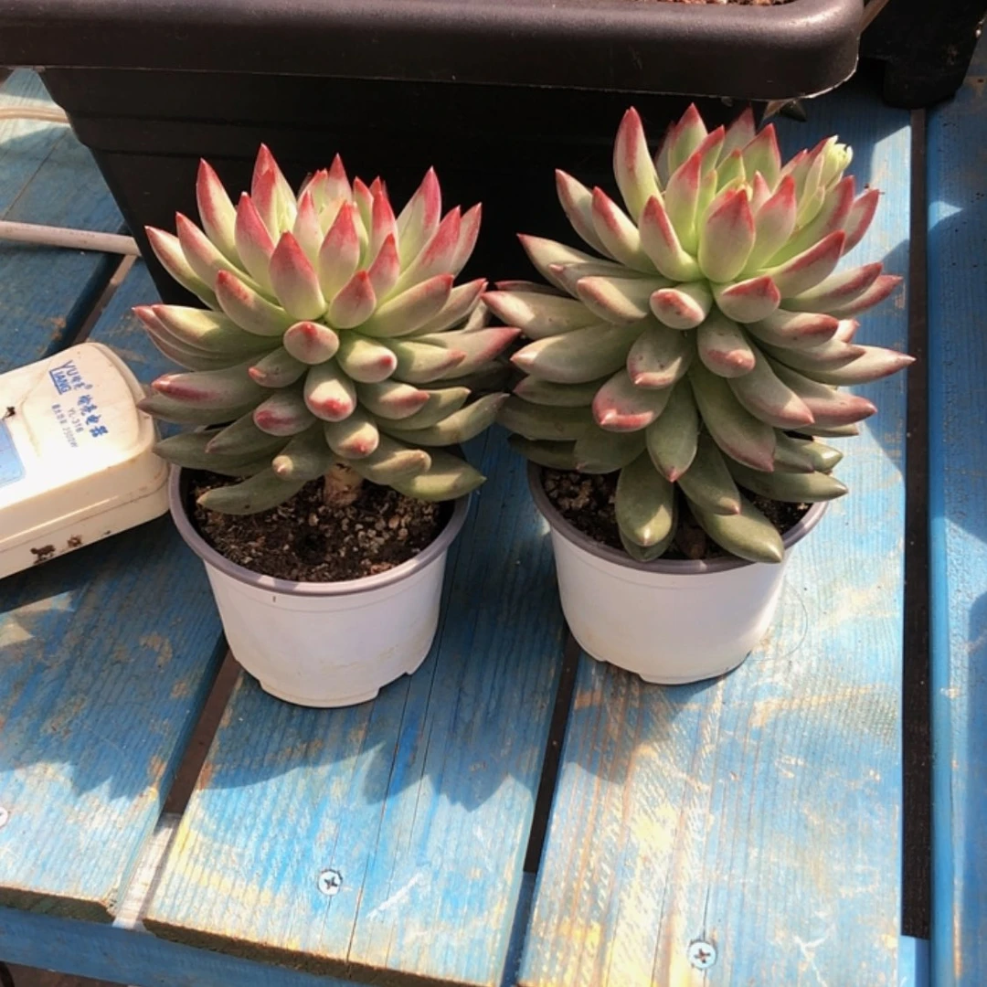 【闪购商品】二代虞美人2棵