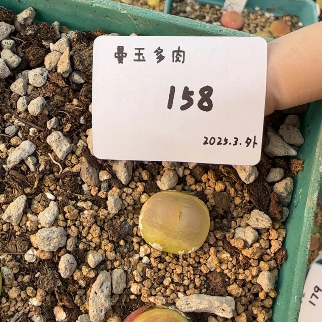 ?****y多肉多肉多肉158