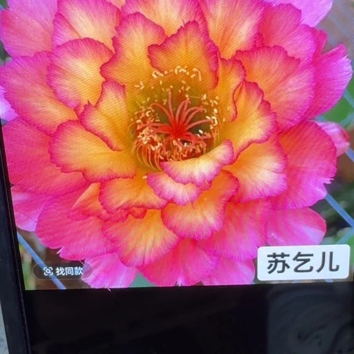 49毛花柱苏乞儿歪3公分左右无根侧牙,20包邮
