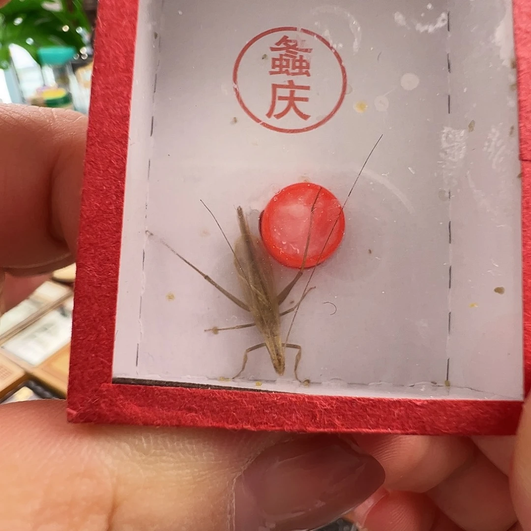 中须柬埔寨竹蛉两个