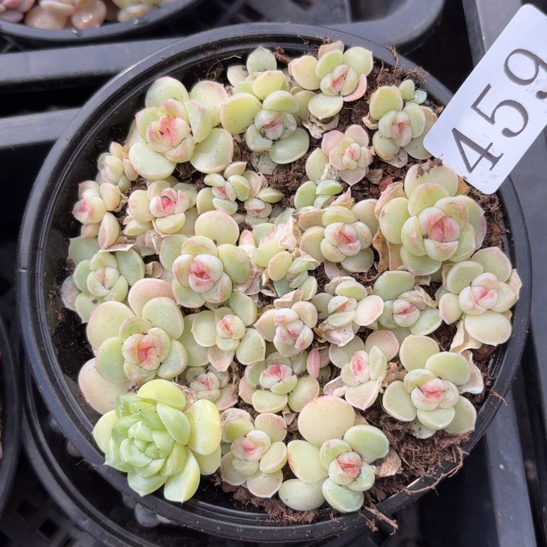 多肉植物多肉植物459