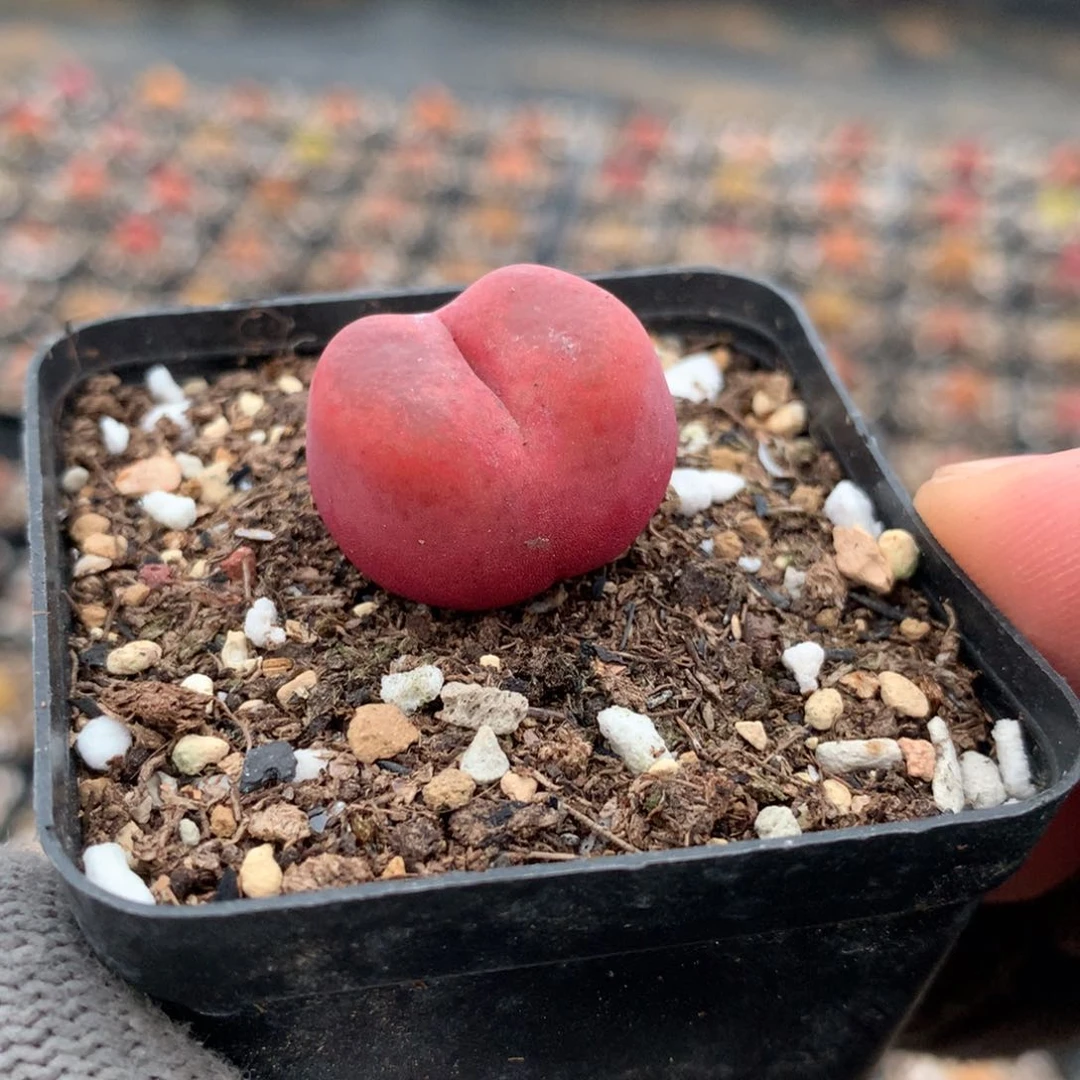 943蟠桃母本一颗