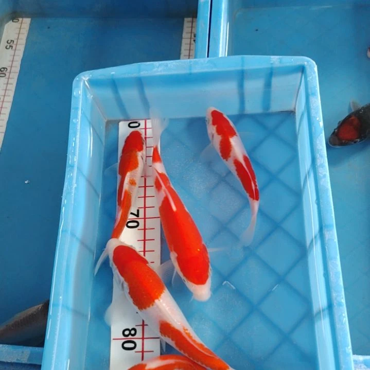 海水鱼顺丰包邮开箱包活1