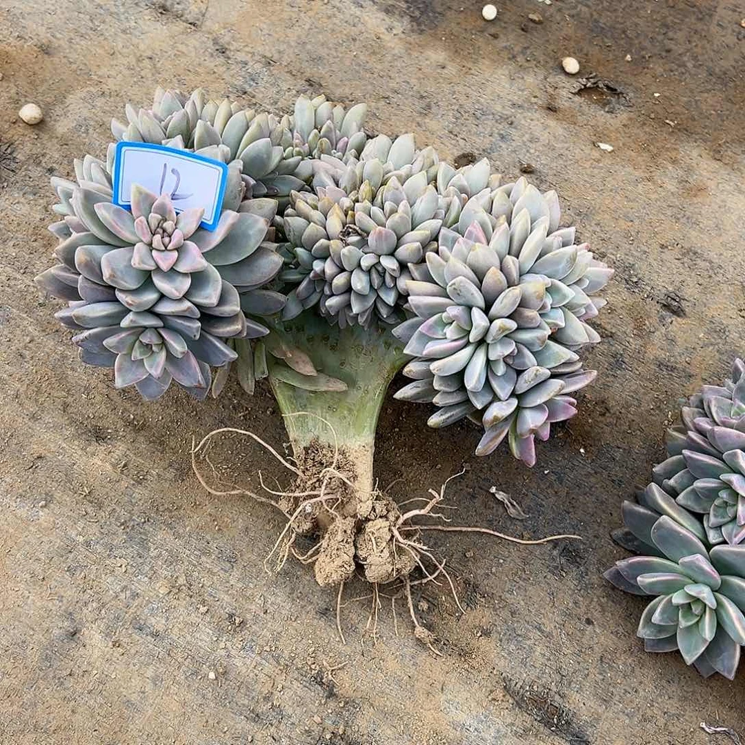 12号淡雪缀化一物一拍