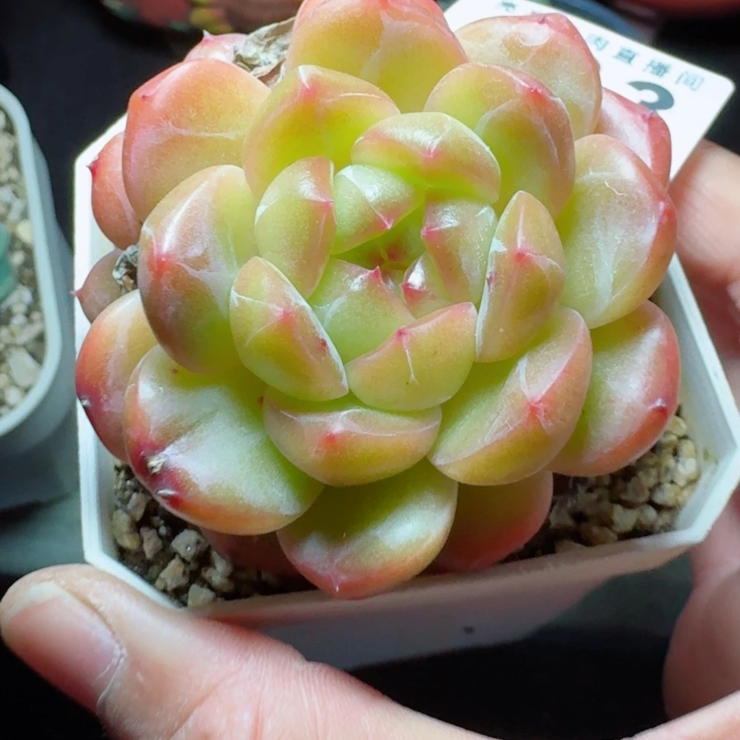 *****麦秆      愿你一路坦途，乘风破浪展宏图