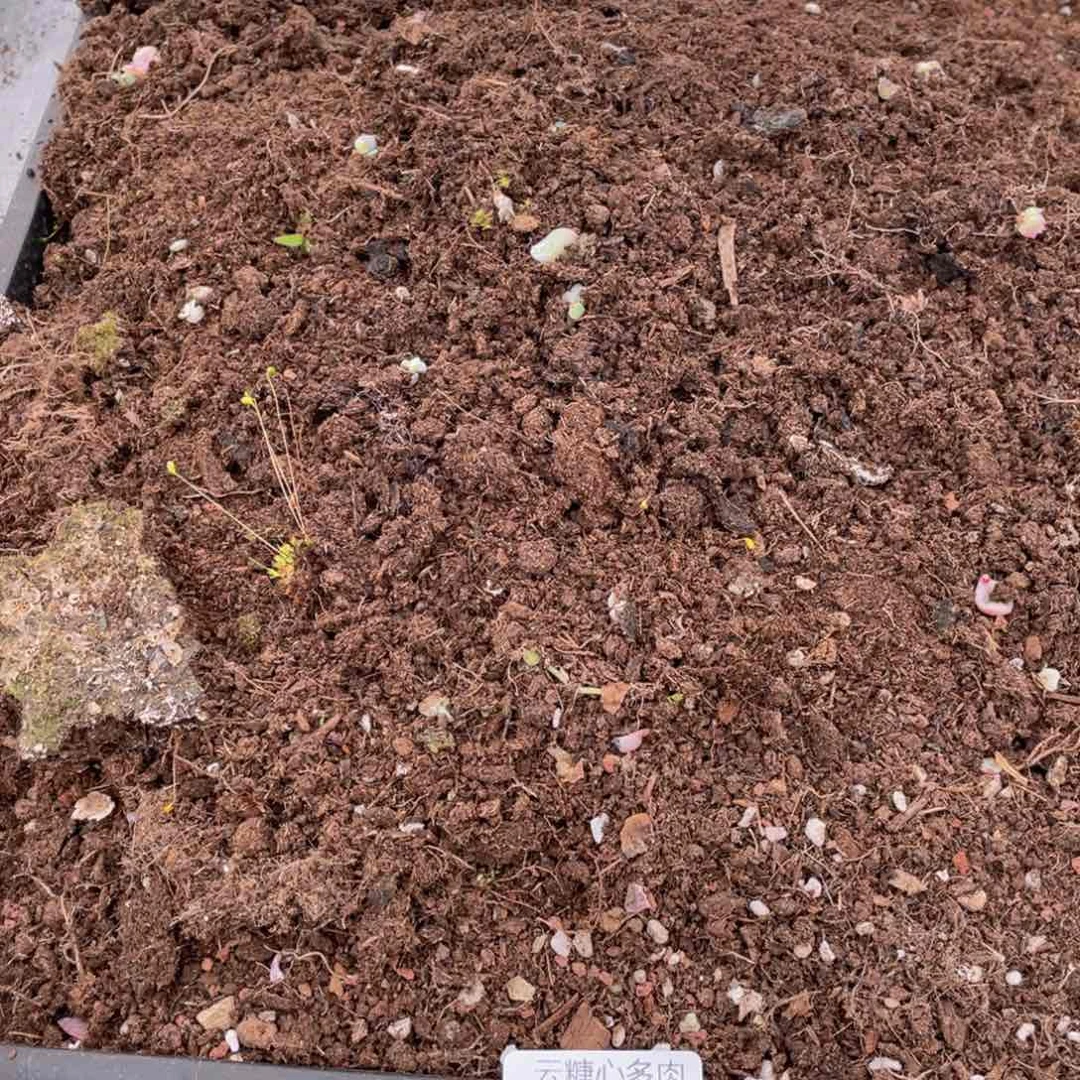 云糖心多肉植物040