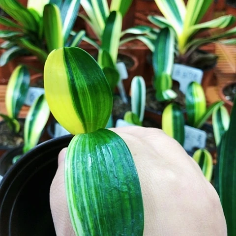 【闪购商品】平*直播间