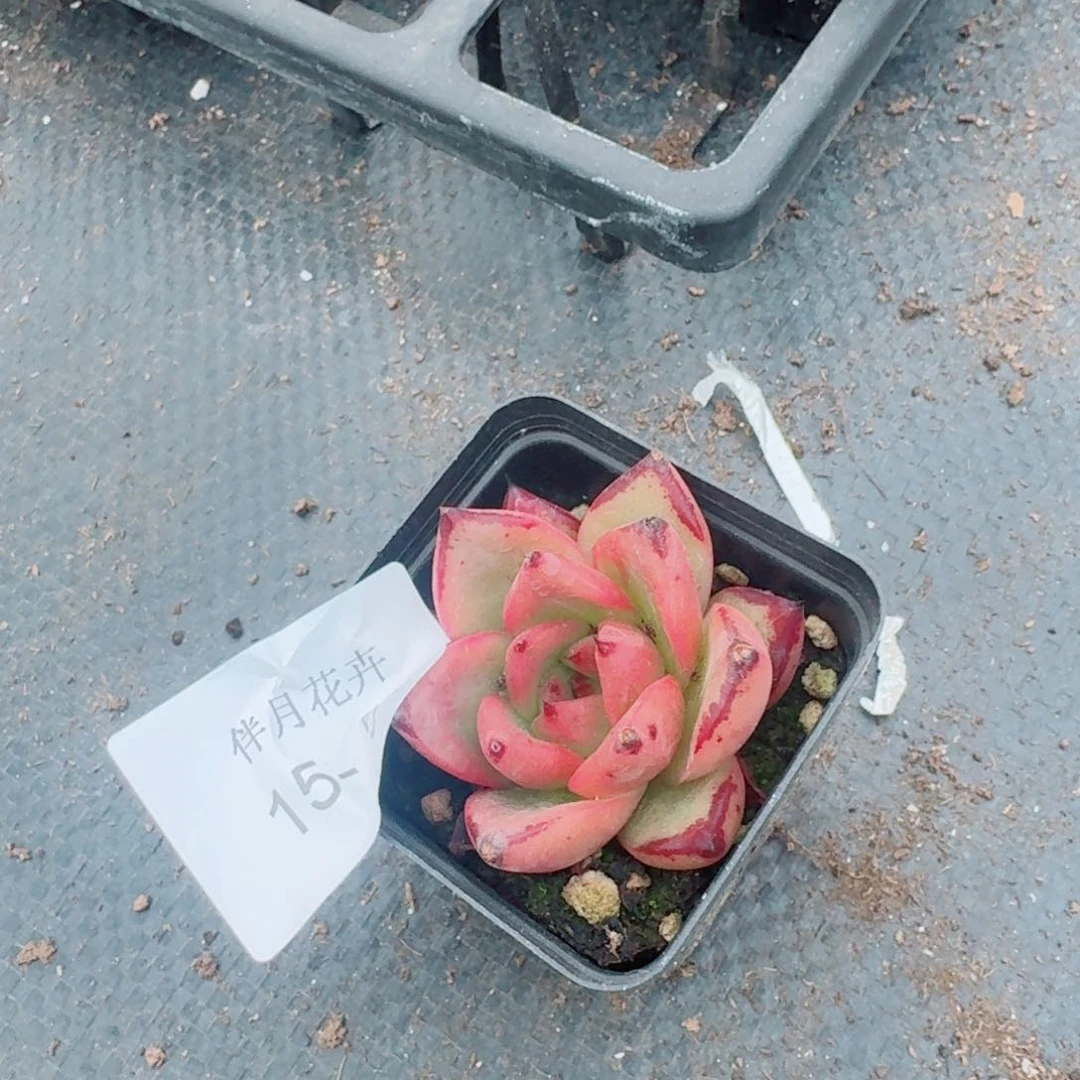 罗密欧十棵量拍15-50