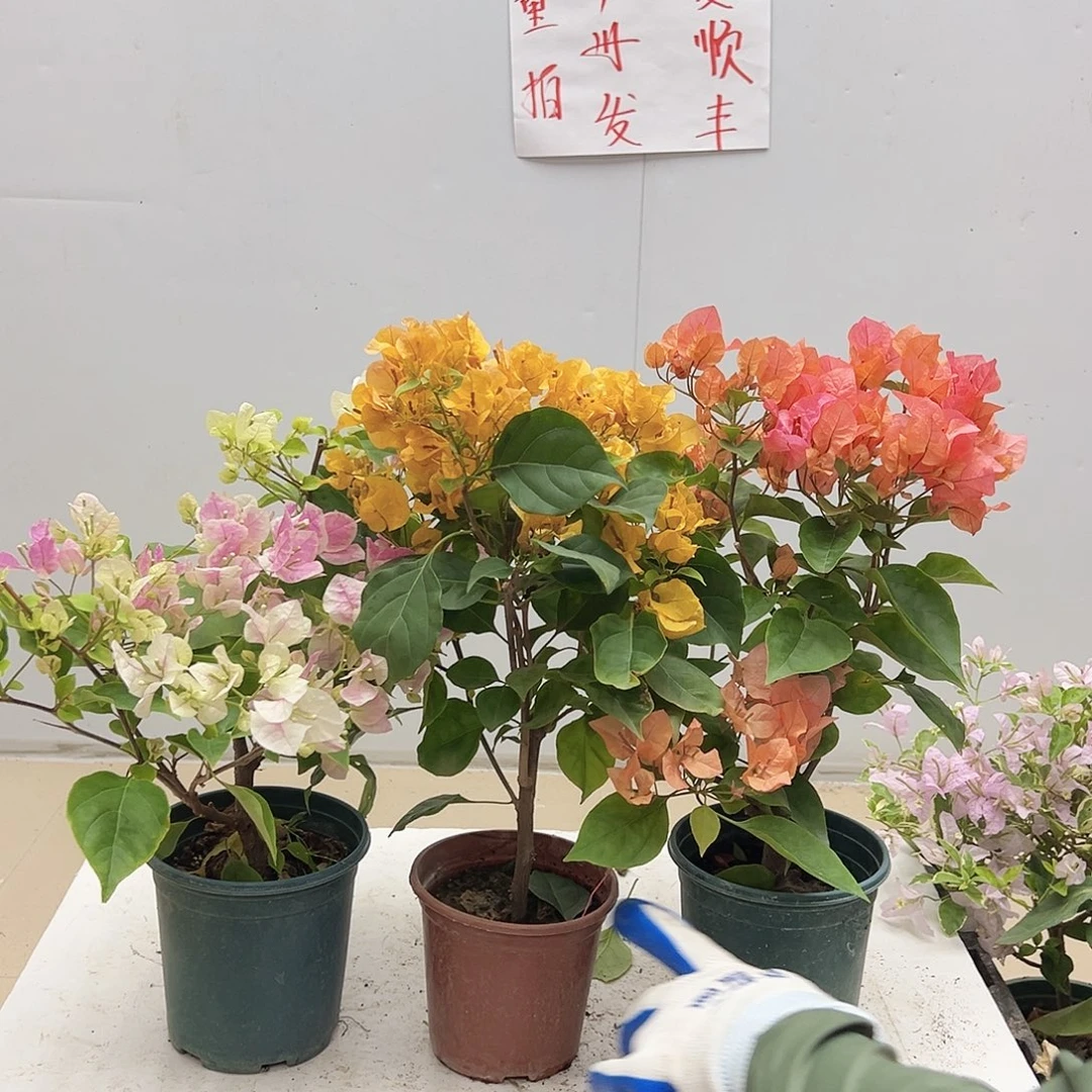 大部分花苞少量开放广红英，加黄，波妹组合