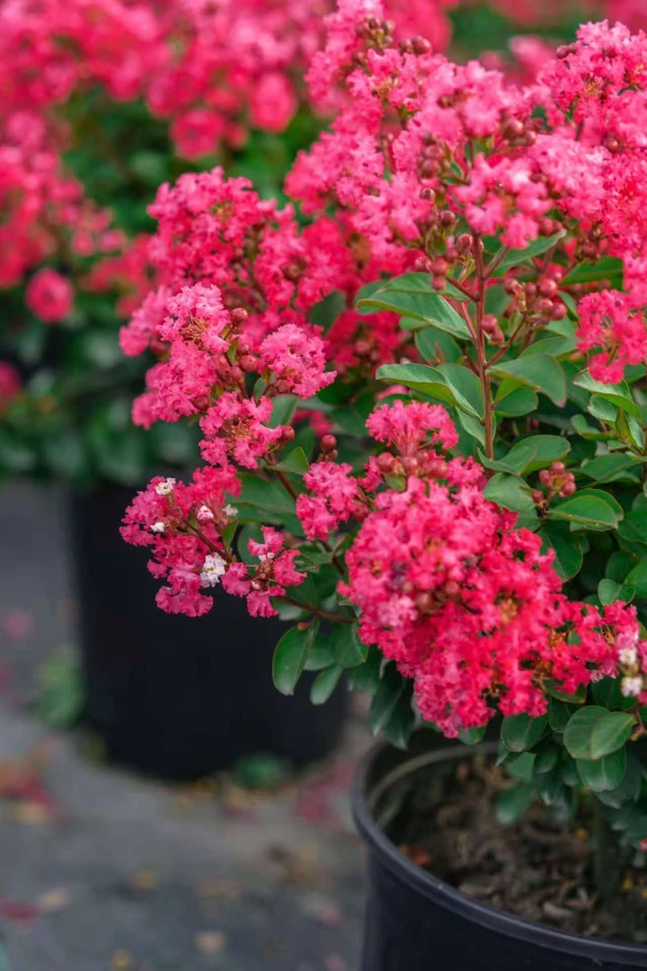 艳贵妃浓香型紫可种适合阳台小院种植