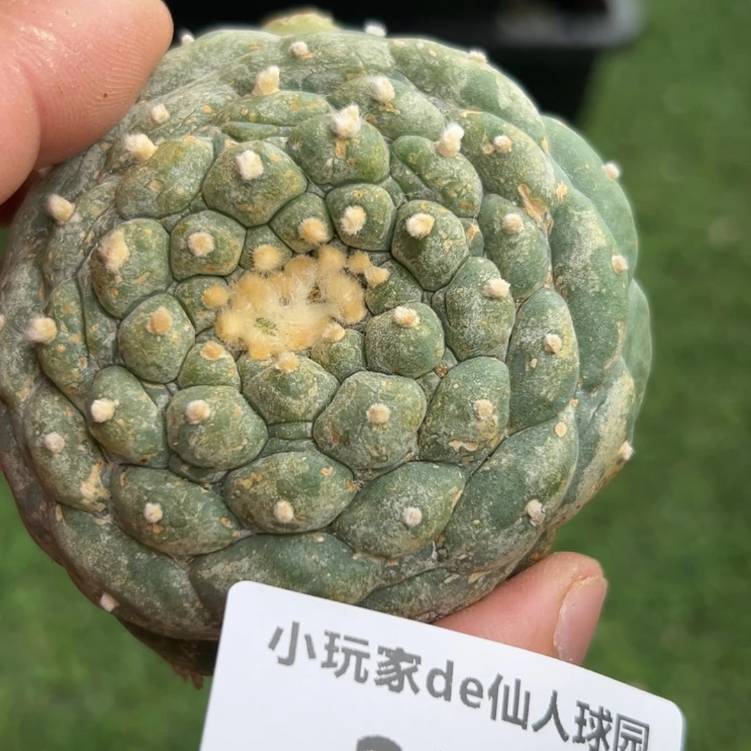 徳*天232 有根 仙人球的世界