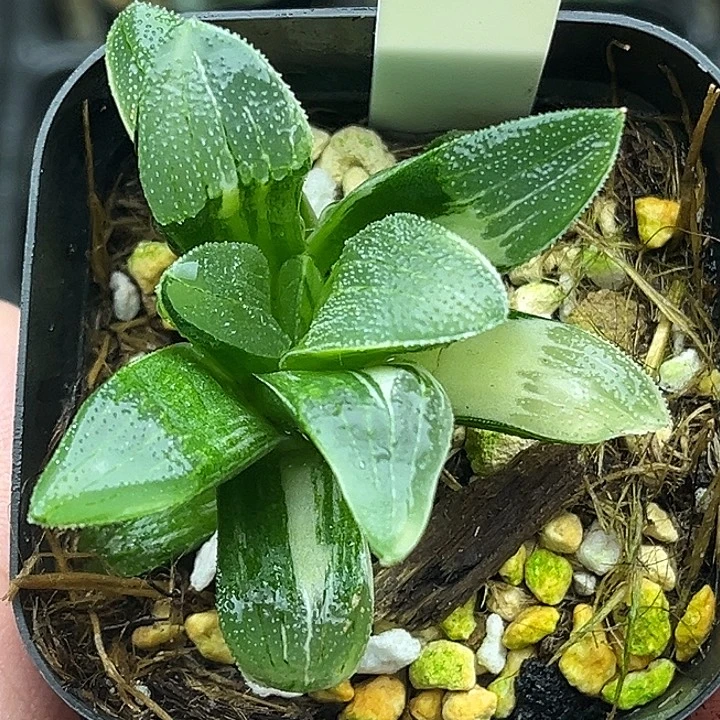 130柳叶蓝光磨面寿锦